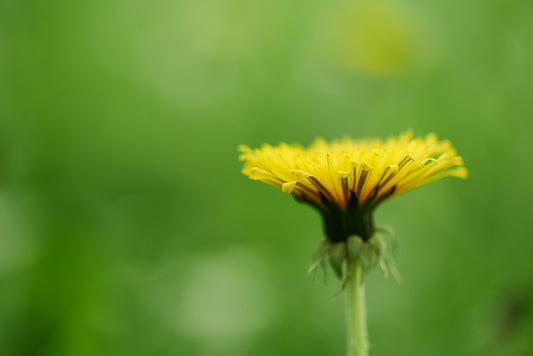 Dandelion Extract - The Natural Skincare Ingredient You Never Knew You Needed
