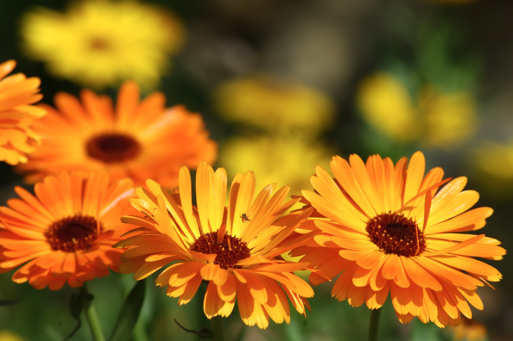 Calendula For Skin: The Benefits and Uses